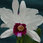 Laelia purpurata